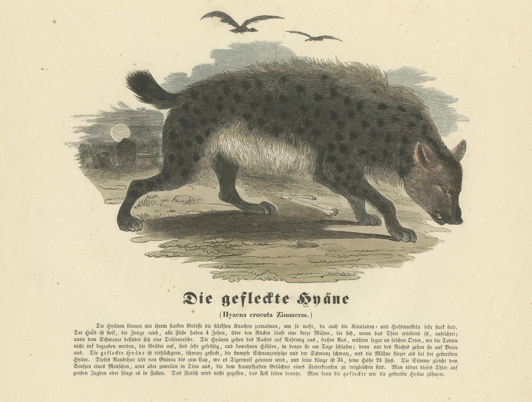 Titel: Die gefleckte Hyäne - Handkolorierter zoologischer Druck, CIRCA 1840

Beschreibung: Dieser wunderschöne handkolorierte zoologische Druck mit dem Titel 