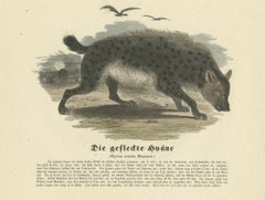 Die gefleckte Hyäne (Spotted Hyena) - Hand-Colored Zoological Print, Circa 1840