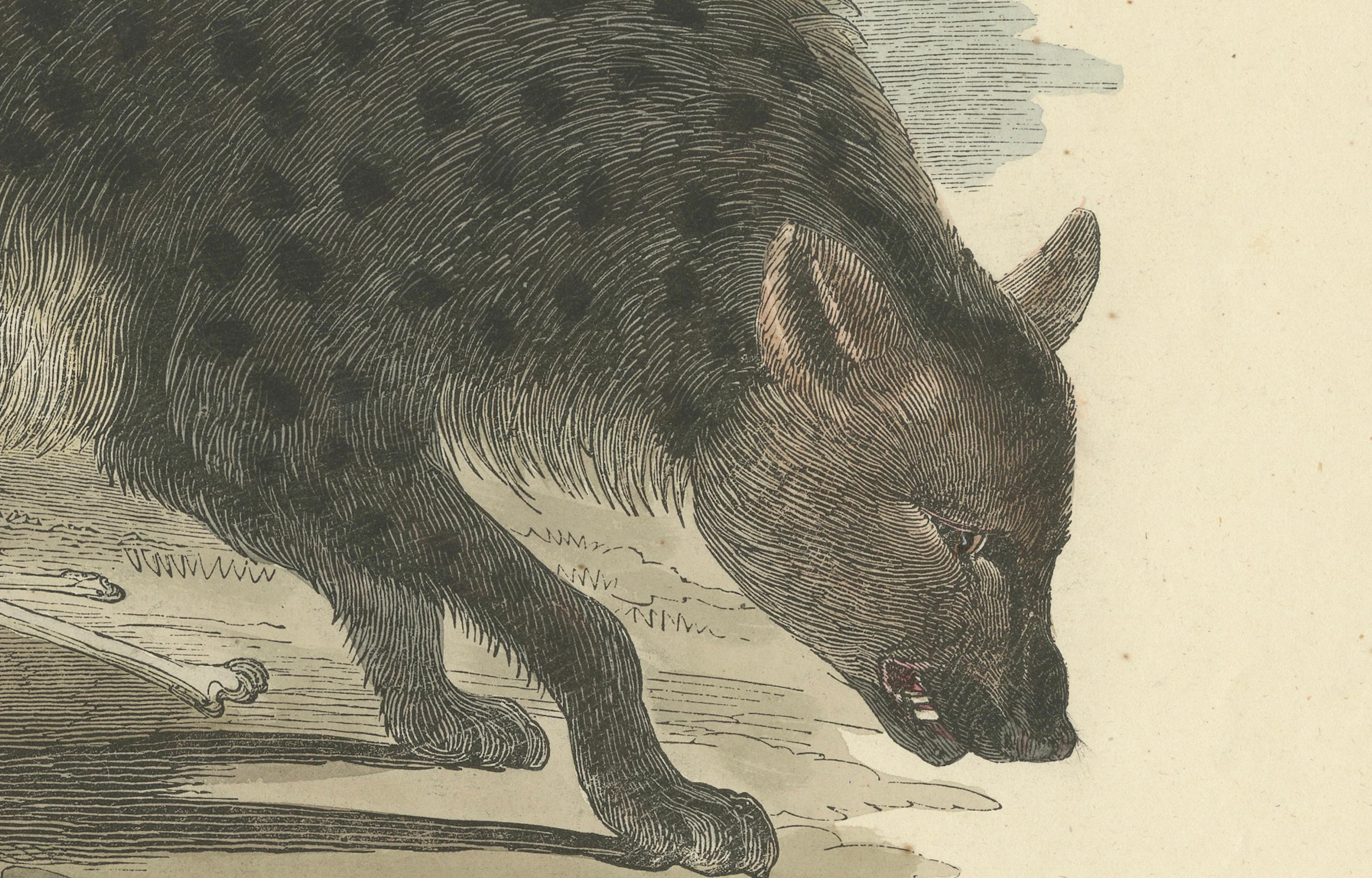 Die gefleckte Hyäne - Handkolorierter zoologischer Druck, CIRCA 1840 im Zustand „Gut“ im Angebot in Langweer, NL