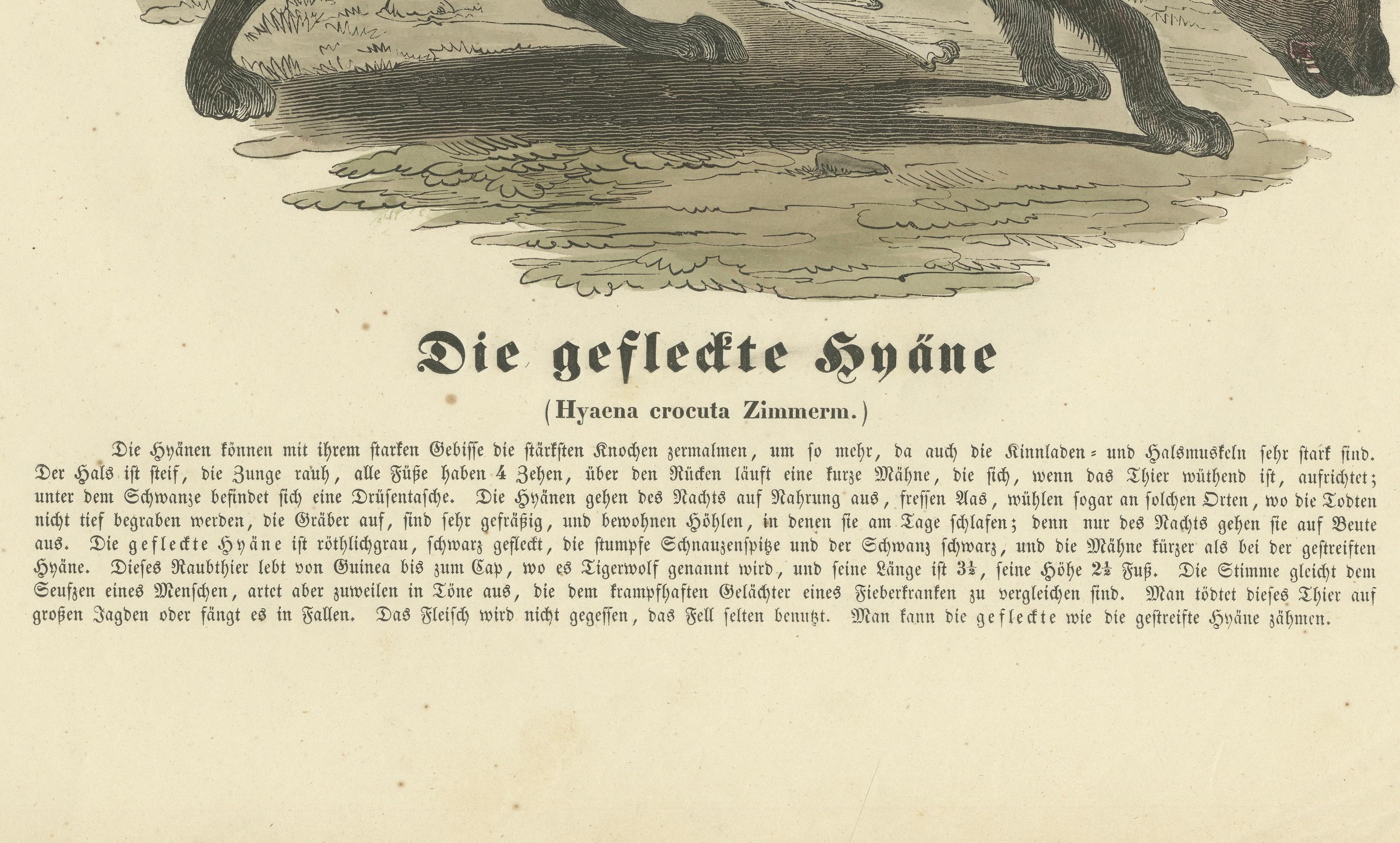 Die gefleckte Hyäne - Handkolorierter zoologischer Druck, CIRCA 1840 (Mittleres 19. Jahrhundert) im Angebot
