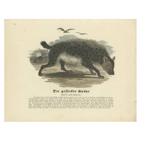 Die gefleckte Hyäne (Spotted Hyena) - Hand-Colored Zoological Print, Circa 1840