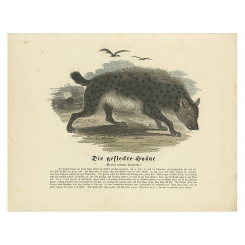 Die gefleckte Hyäne (Spotted Hyena) - Hand-Colored Zoological Print, Circa 1840