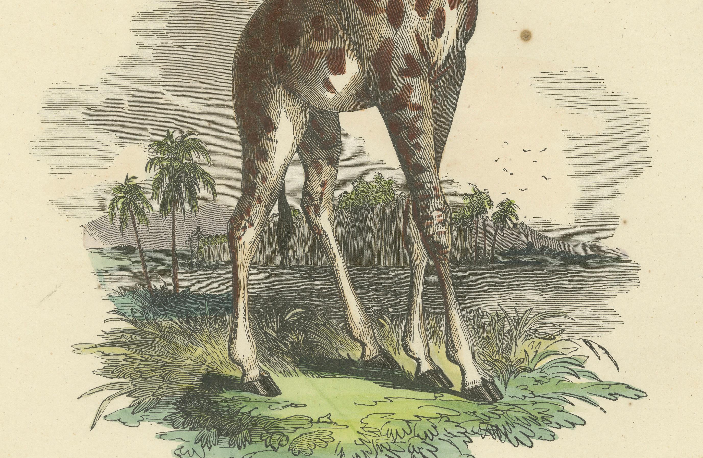 Titre : Die Giraffe (La Girafe) - Gravure zoologique coloriée à la main, Circa 1840  

Description : Cette remarquable lithographie coloriée à la main, intitulée 