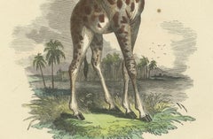 Die Giraffe (Giraffe) - Hand-Colored Zoological Print, Circa 1840