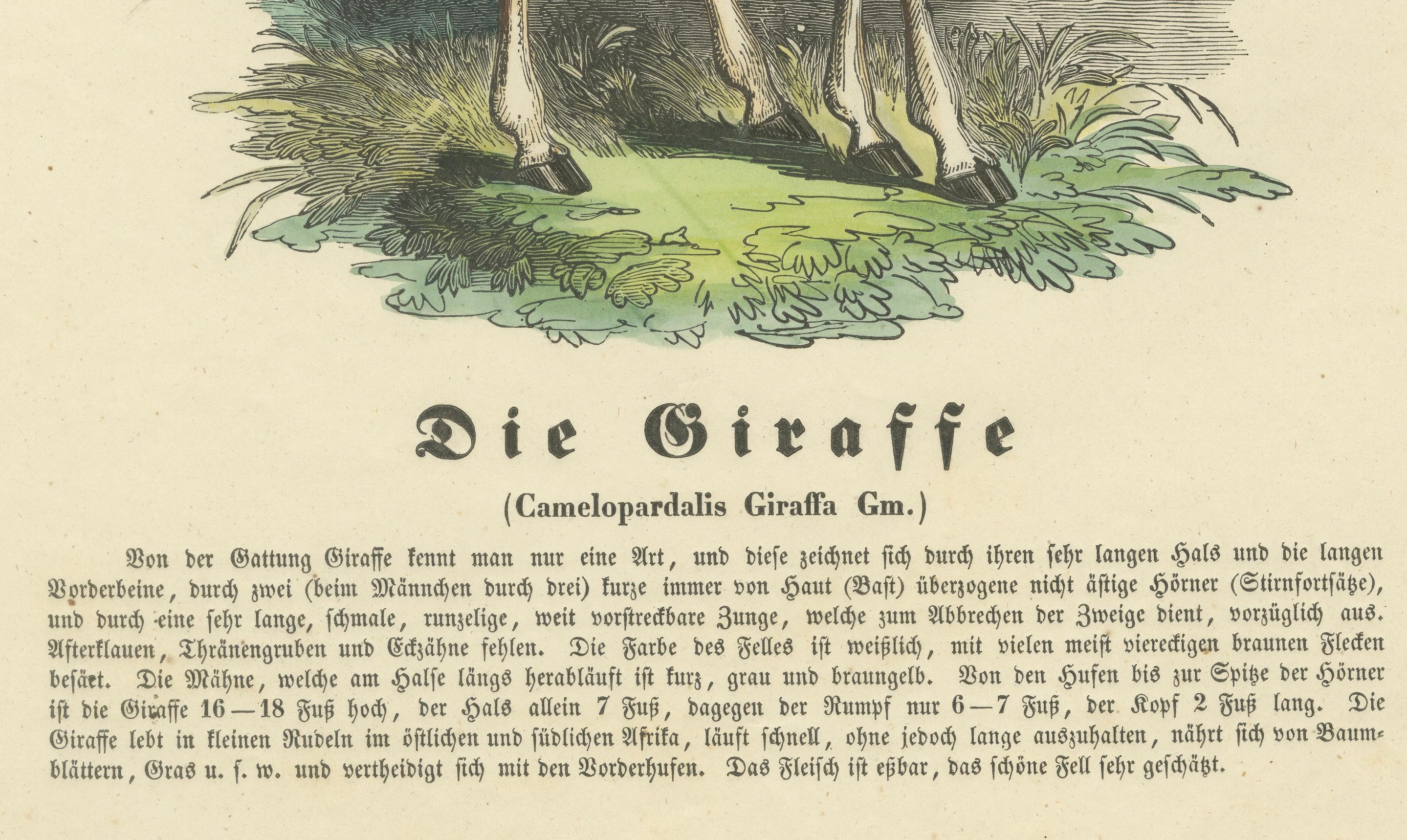 Die Giraffe (La girafe) - Gravure zoologique coloriée à la main, vers 1840 Bon état - En vente à Langweer, NL