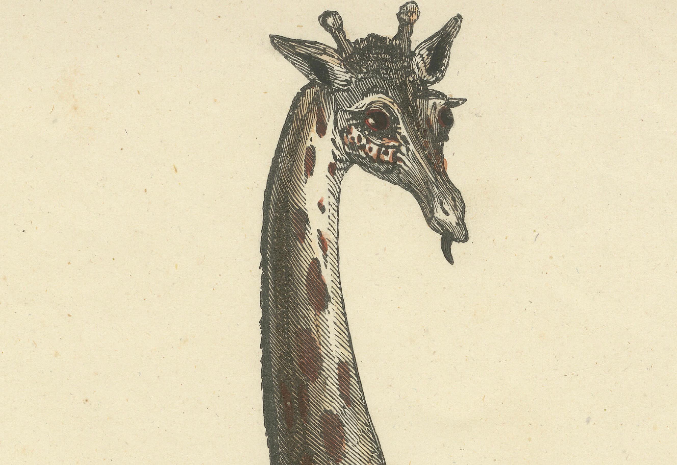 Milieu du XIXe siècle Die Giraffe (La girafe) - Gravure zoologique coloriée à la main, vers 1840 en vente