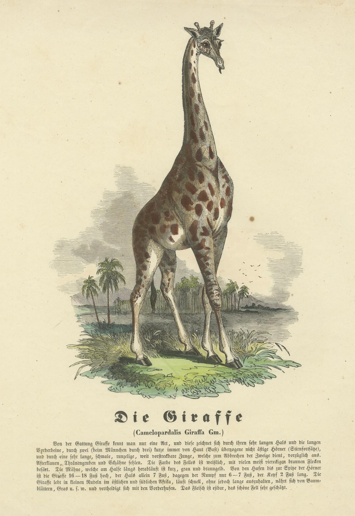 Papier Die Giraffe (La girafe) - Gravure zoologique coloriée à la main, vers 1840 en vente