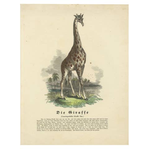 Die Giraffe (Giraffe) - Hand-Colored Zoological Print, Circa 1840