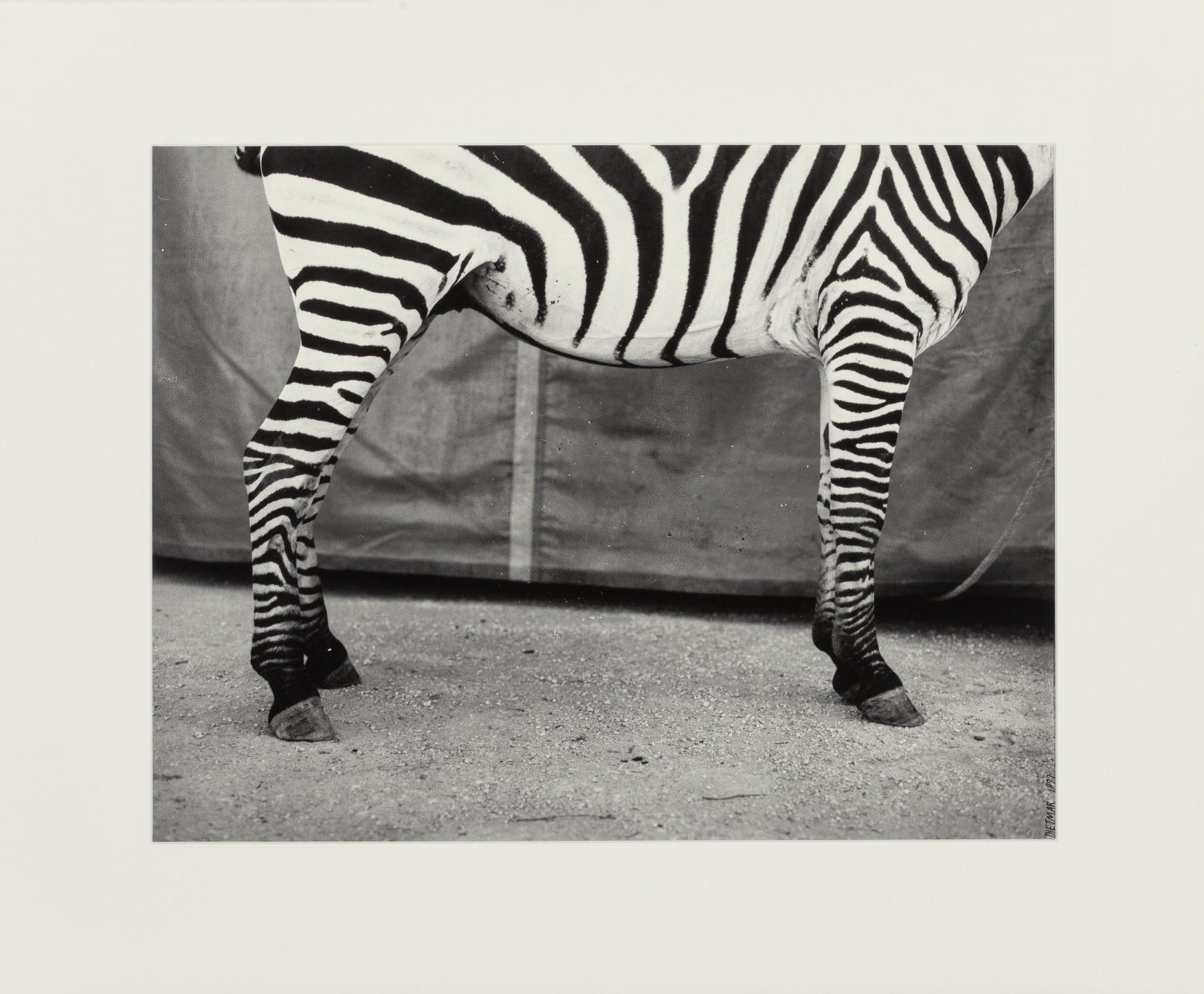 Untitled (Zebra), Silver Gelatin Print, Dietmar Busse, Contemporary Photography 1