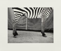 Untitled (Zebra), Silver Gelatin Print, Dietmar Busse, Contemporary Photography