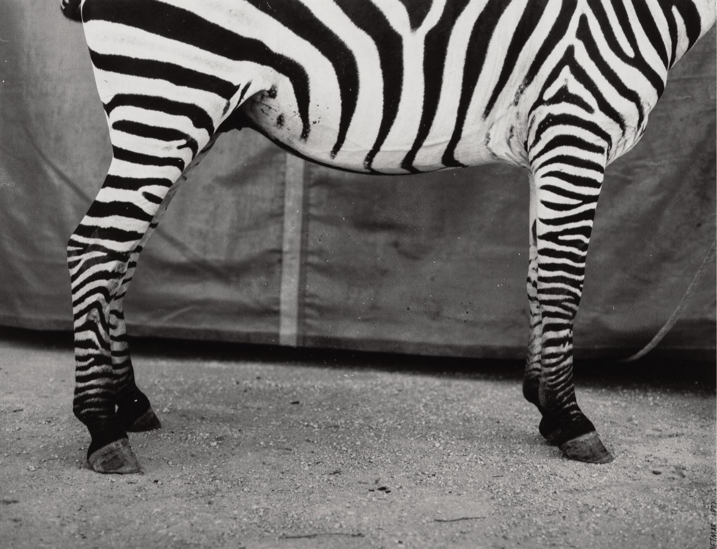 Dietmar Busse (German/American, 20th Century)
Untitled (Zebra), 1997
Gelatin silver
13-3/4 x 18 inches (34.9 x 45.7 cm)
Signed and dated in ink on recto.	

Artist's Biography:
Dietmar Busse (b. 1966) lives and works in New York.  He was born in