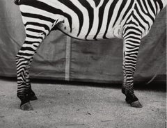 Untitled (Zebra), Silver Gelatin Print, Dietmar Busse, Contemporary Photography