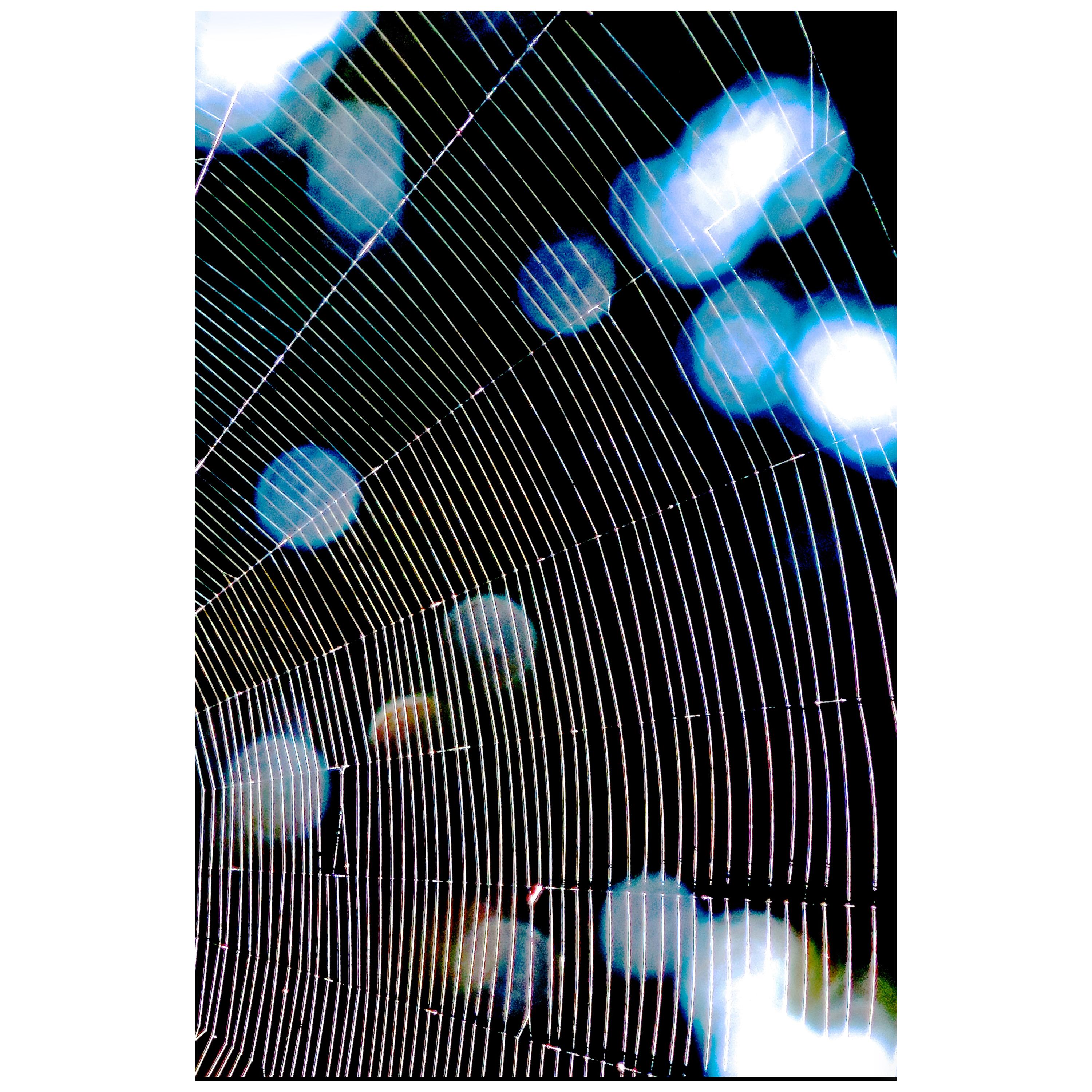 Blue Spider Web Digital Photograph Print by Dave Lasker For Sale