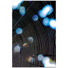 Blue Spider Web Digital Photograph Print by Dave Lasker