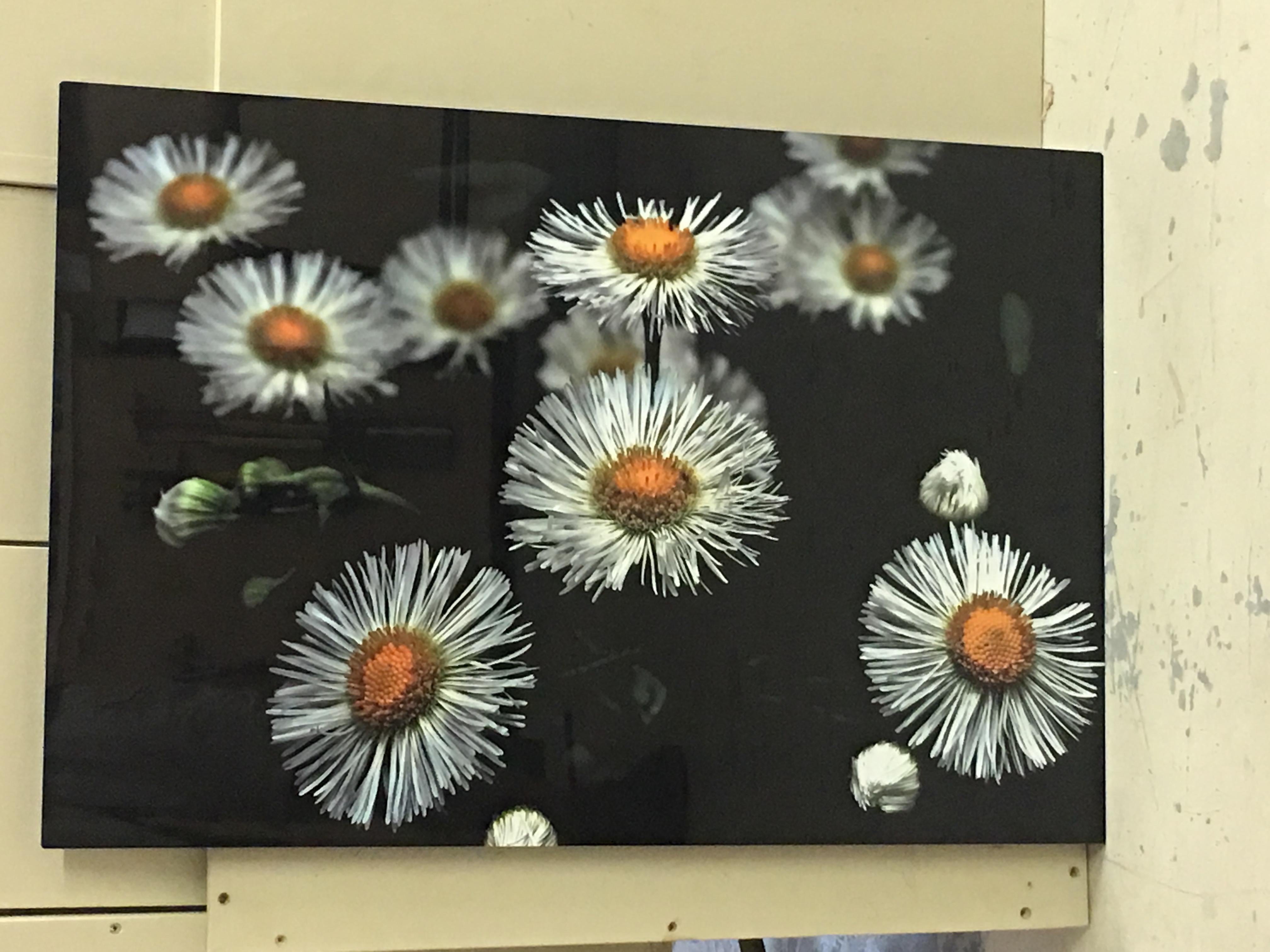 American Tiny Daisy Flowers Digital Photographic Print by Dave Lasker For Sale