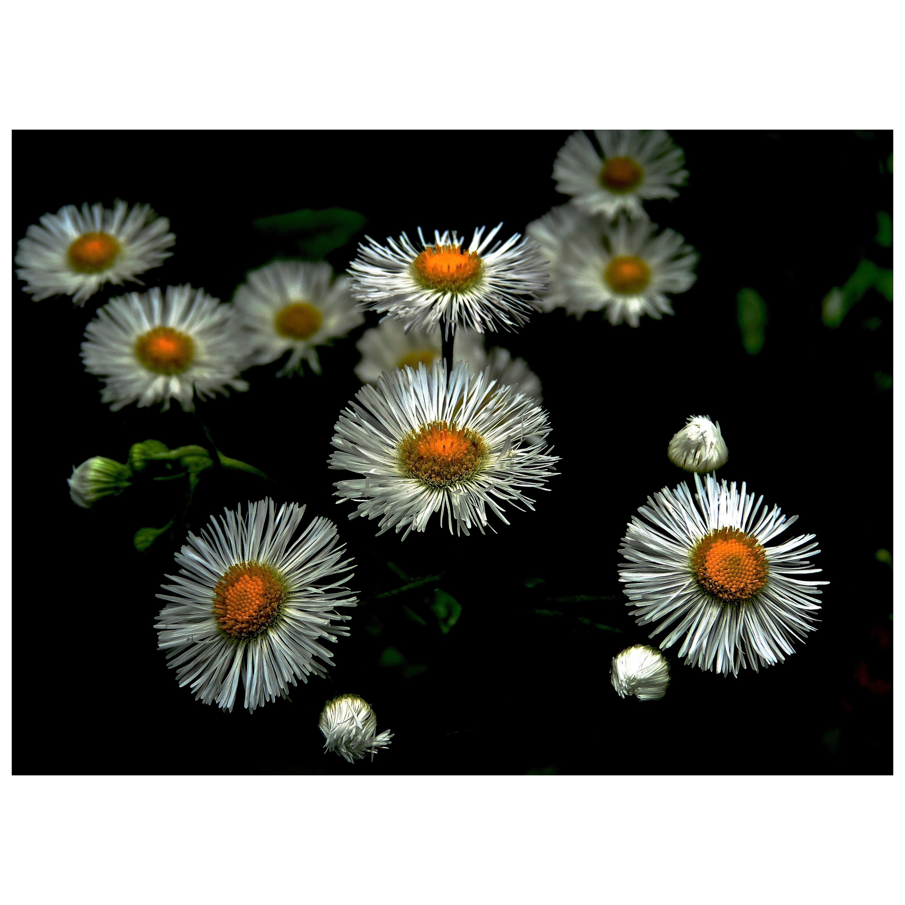 Tiny Daisy Flowers Digital Photographic Print by Dave Lasker For Sale