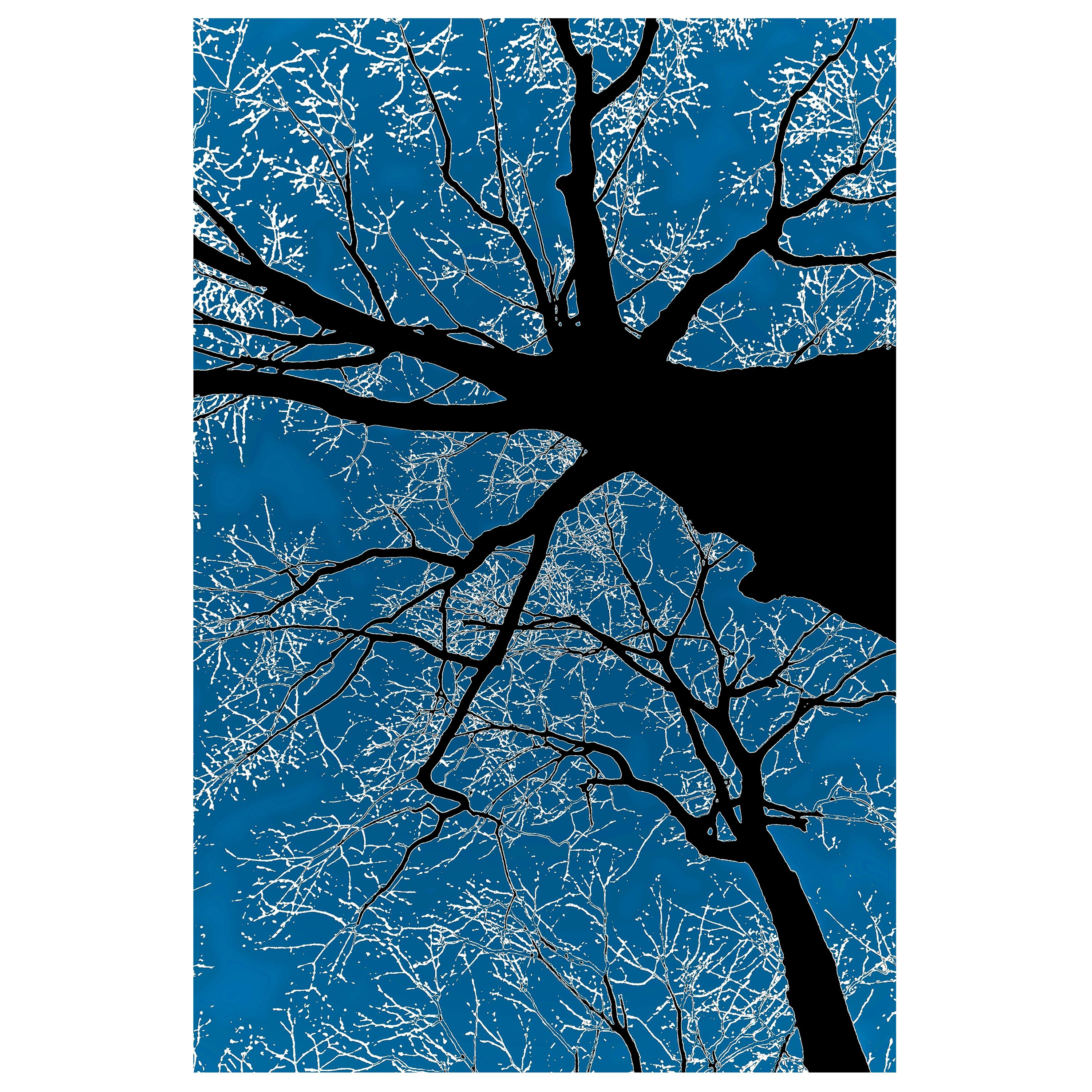 Winter Tree Silhouette on Blue Digital Photographic Print by Dave Lasker For Sale