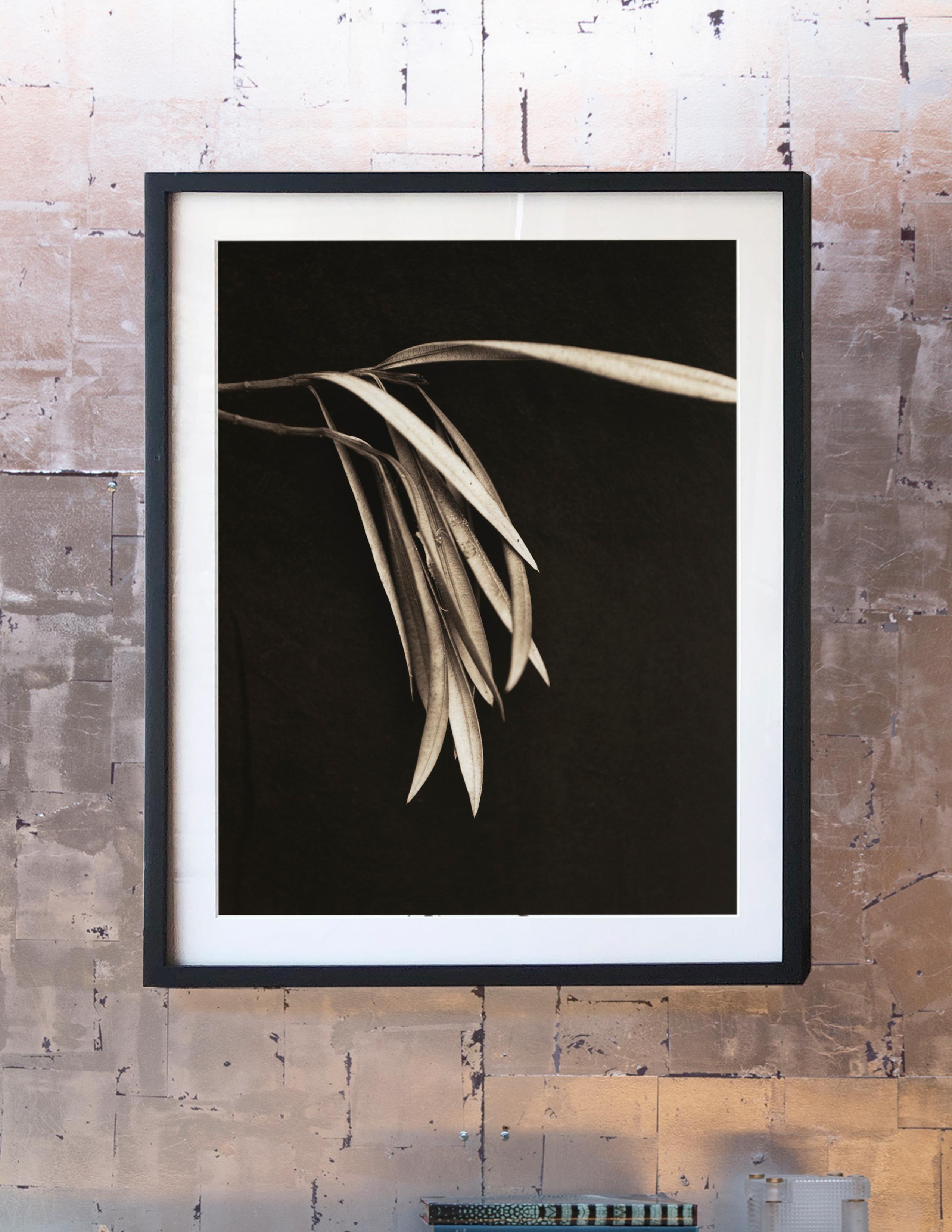 American Digital Prints Based on Hand-Toned Silver Gelatin Prints, Branch Series For Sale