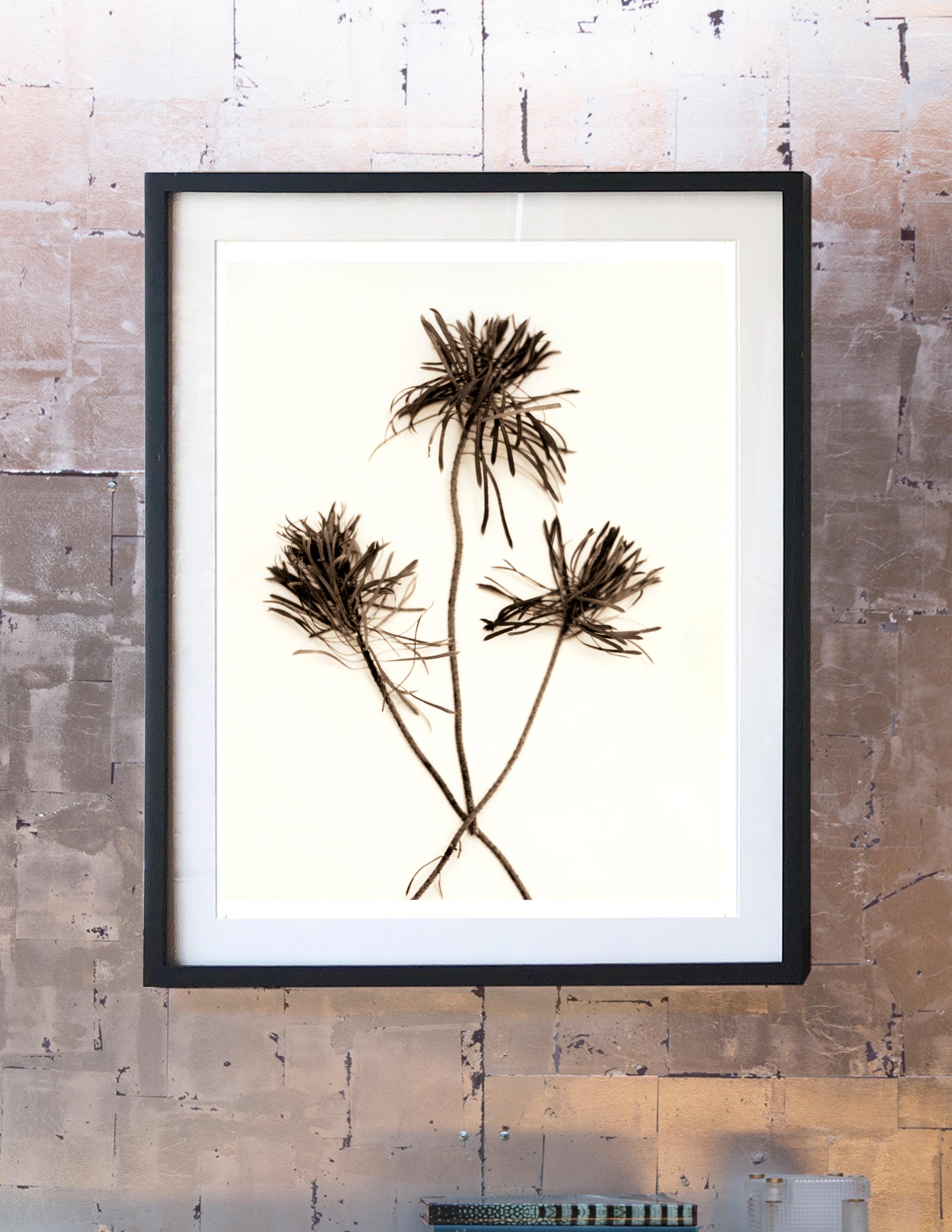 American Digital Prints Based on Hand-Toned Silver Gelatin Prints, Branch Series For Sale