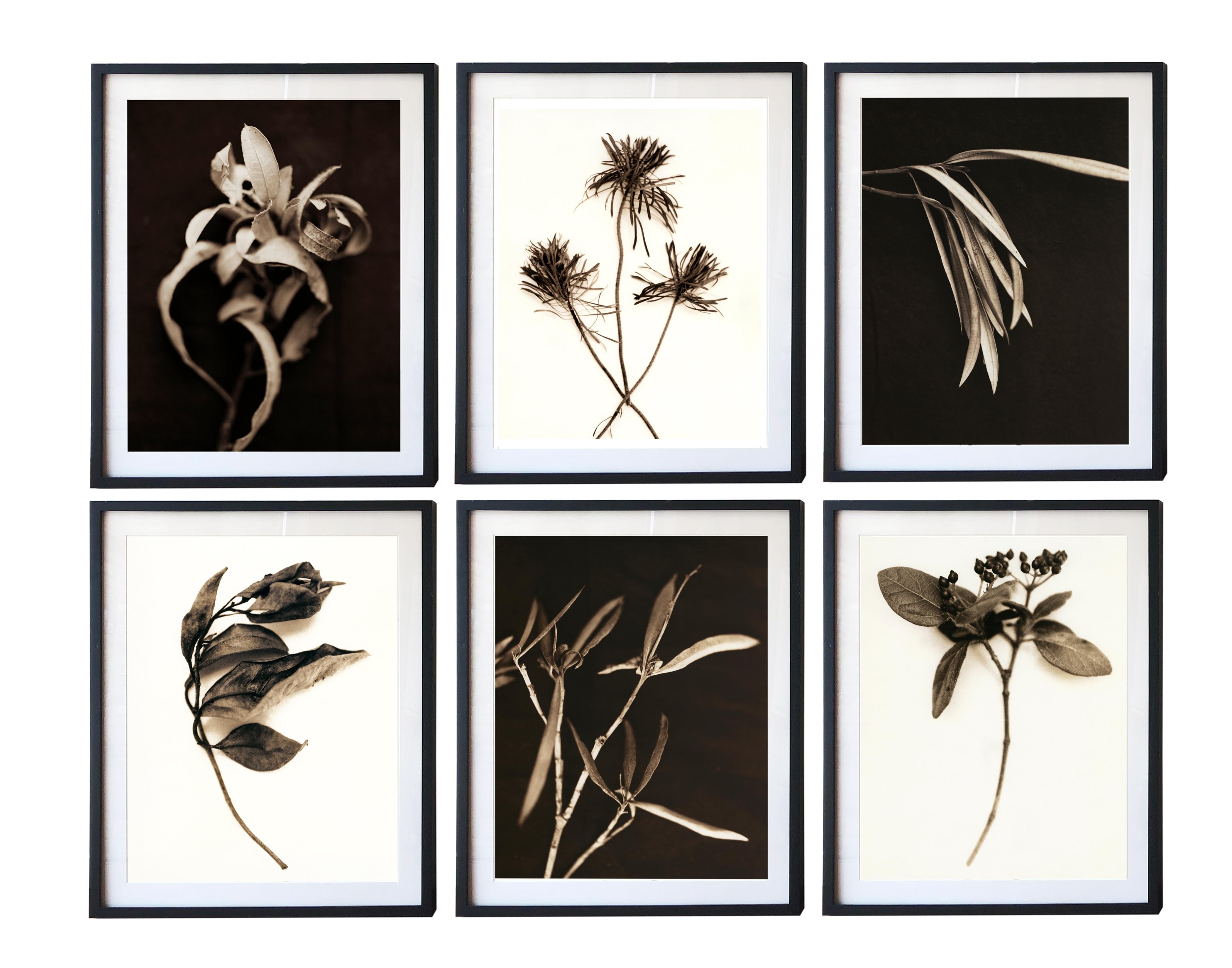 Digital Prints Based on Hand-Toned Silver Gelatin Prints, Branch Series In New Condition For Sale In Brooklyn, NY