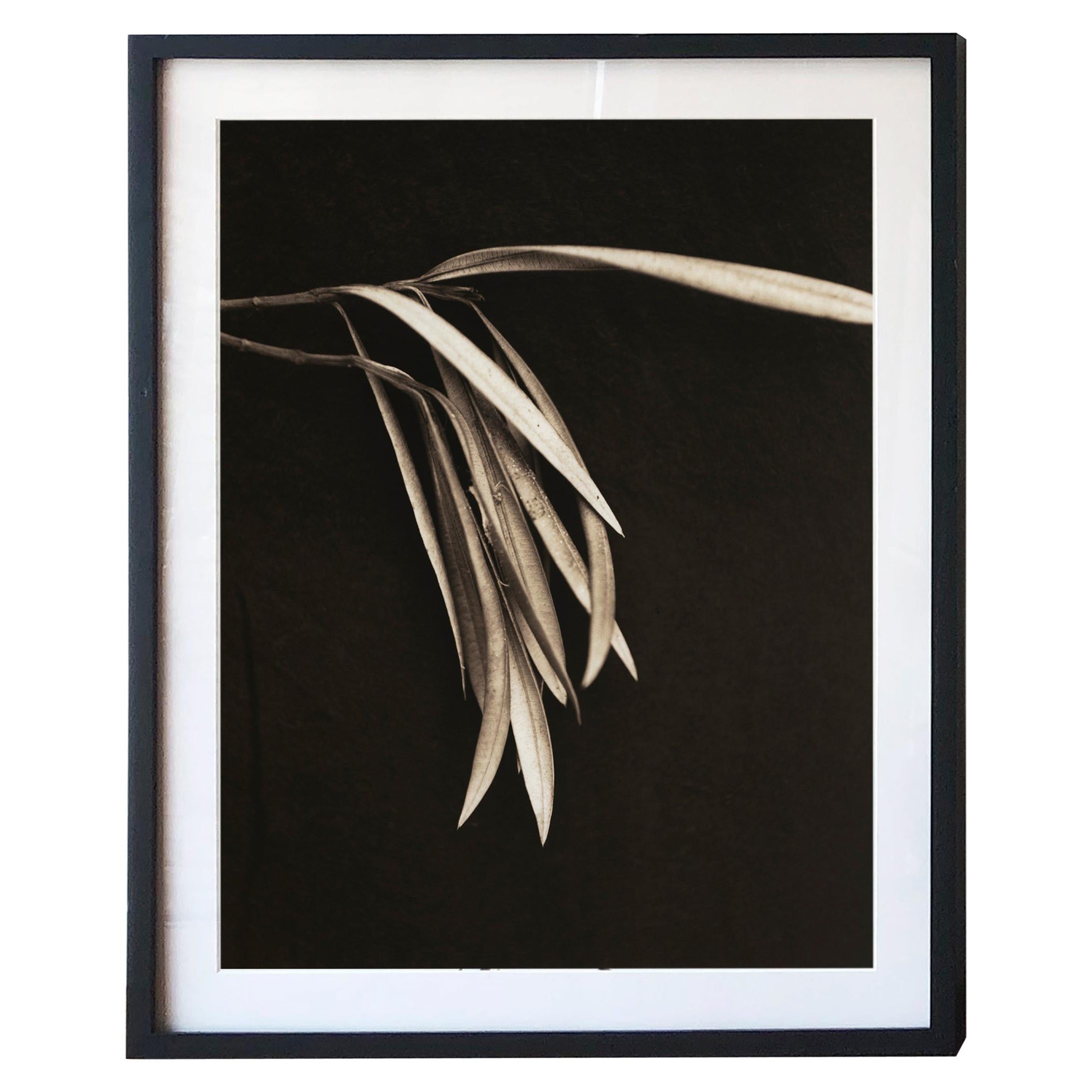 Digital Prints Based on Hand-Toned Silver Gelatin Prints, Branch Series For Sale