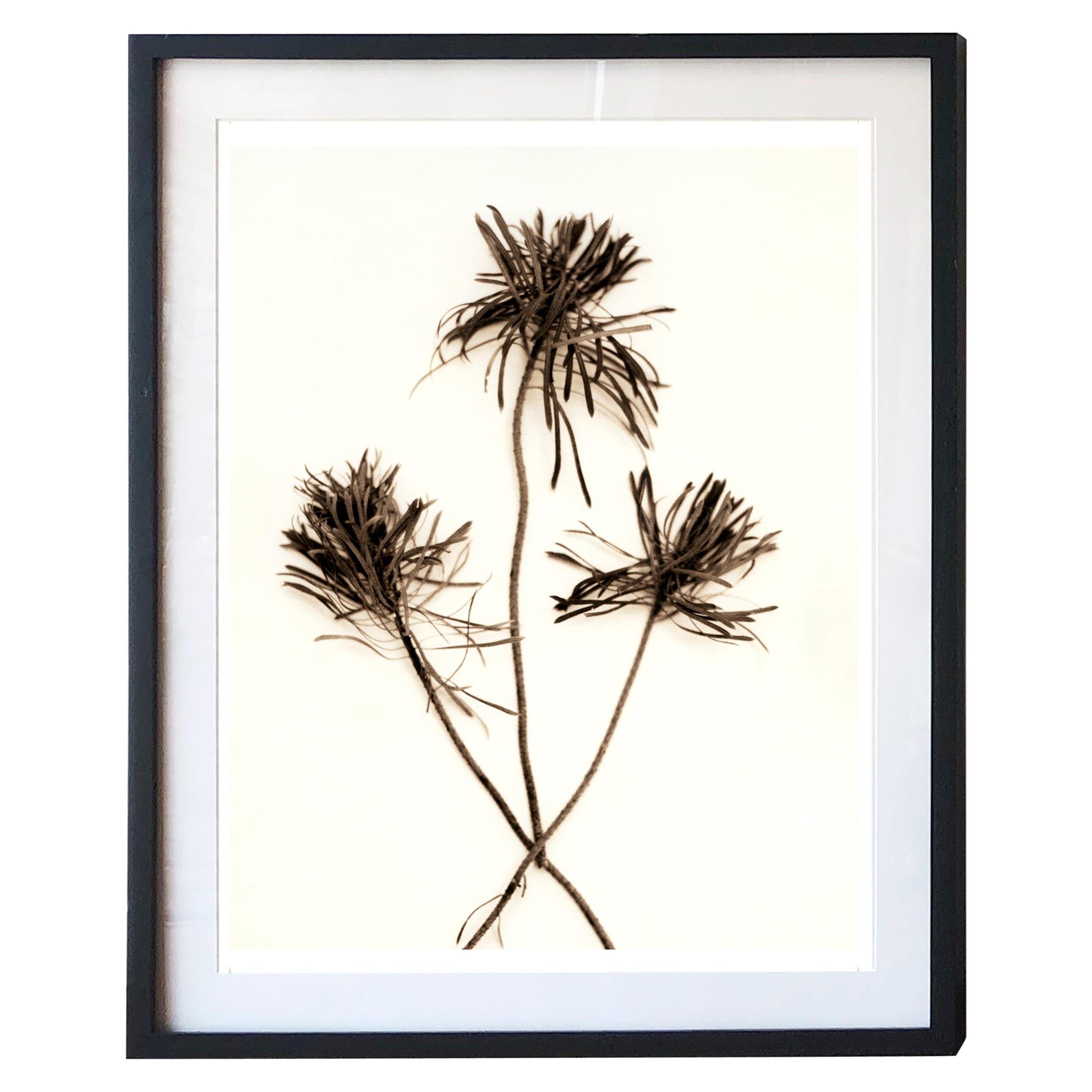 Digital Prints Based on Hand-Toned Silver Gelatin Prints, Branch Series For Sale