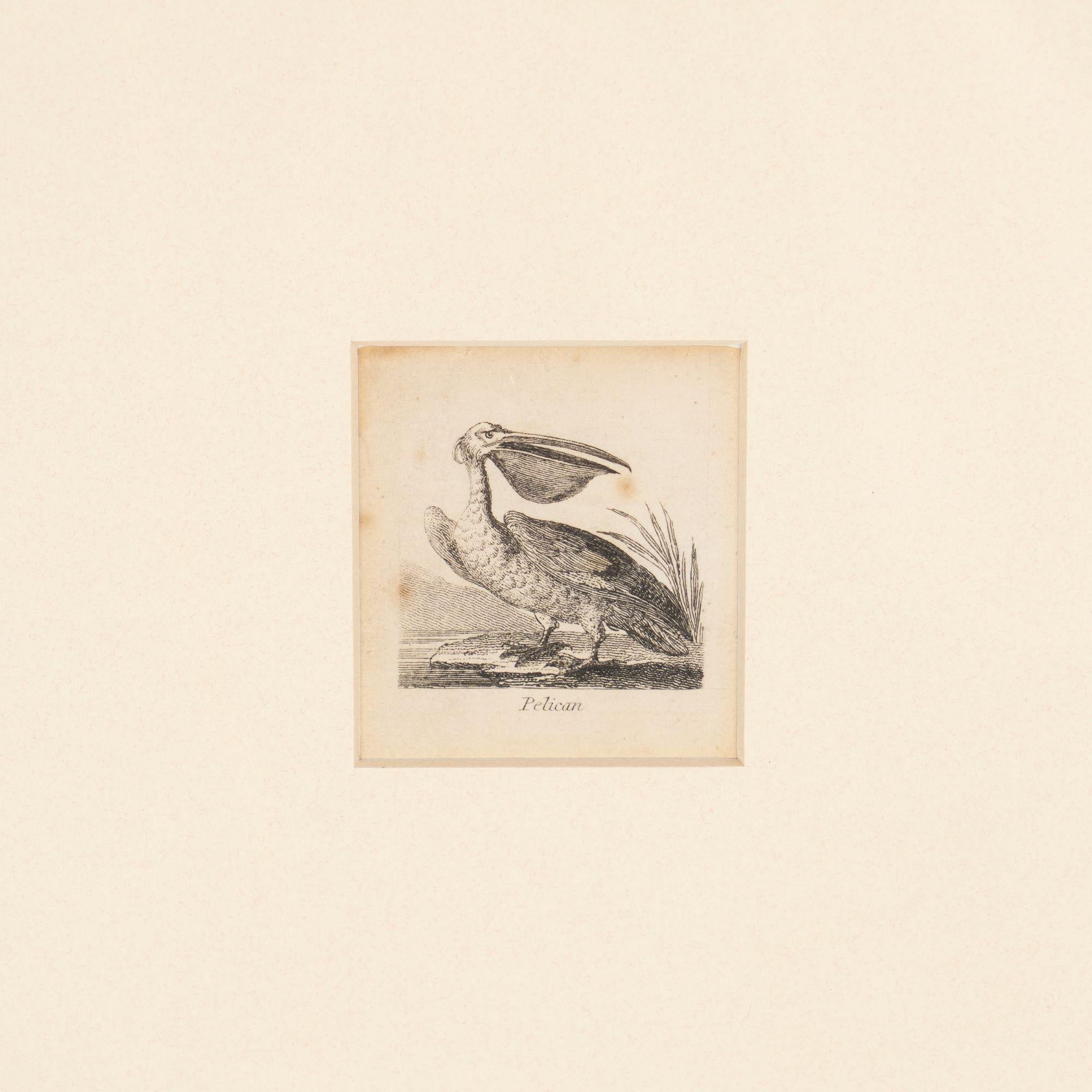 A diminutive engraving on paper of a pelican from a tiny volume titled “The Natural History of 48 Birds,” drawn by Alfred Mills. A facsimile of the title page is on the back of the frame. Mounted with acid-free archival mat and framed.

London,