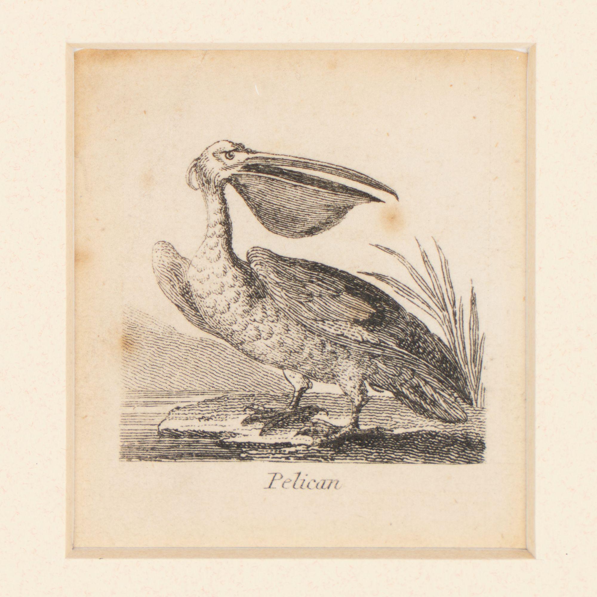 British Diminutive English ornithological engraving of a pelican by Alfred Mills, 1810 For Sale