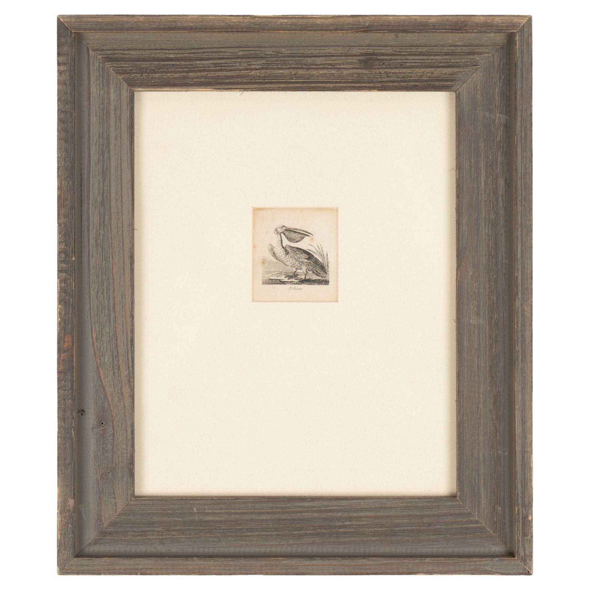 Diminutive English ornithological engraving of a pelican by Alfred Mills, 1810 For Sale