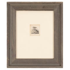 Diminutive English ornithological engraving of a pelican by Alfred Mills, 1810