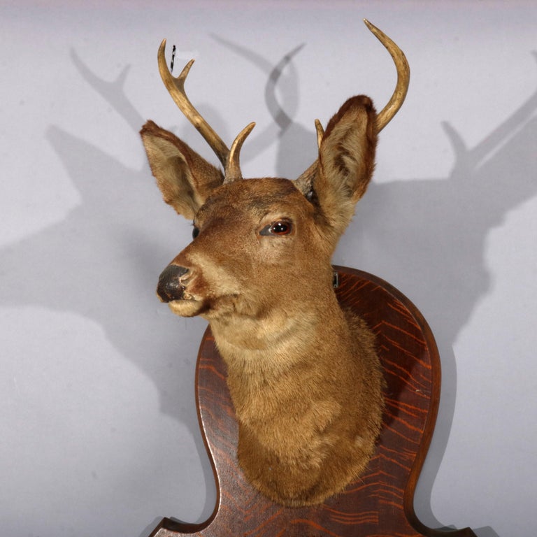 How To Make A Coat Rack Out Of Deer Hooves Tradingbasis