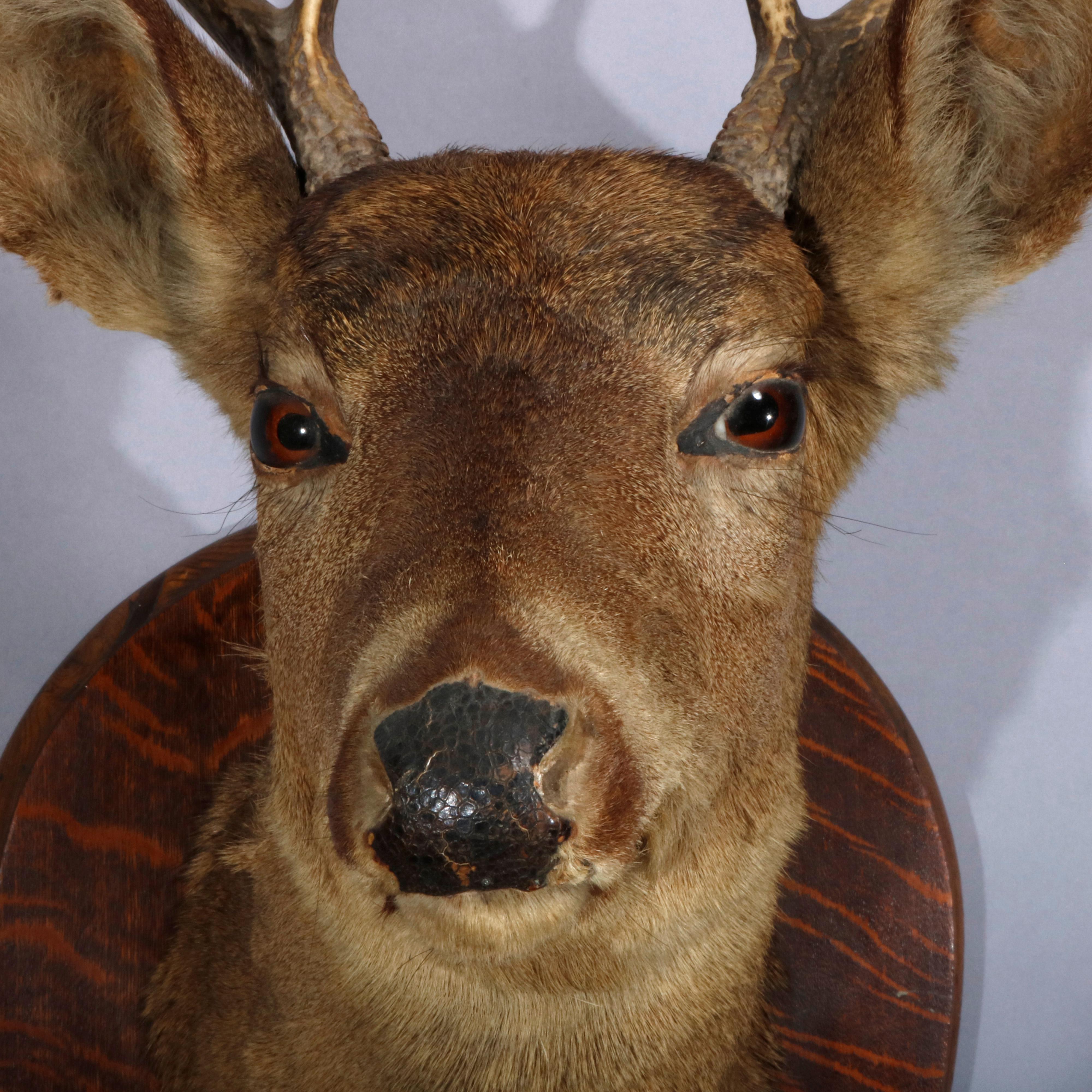 taxidermy mounting stand