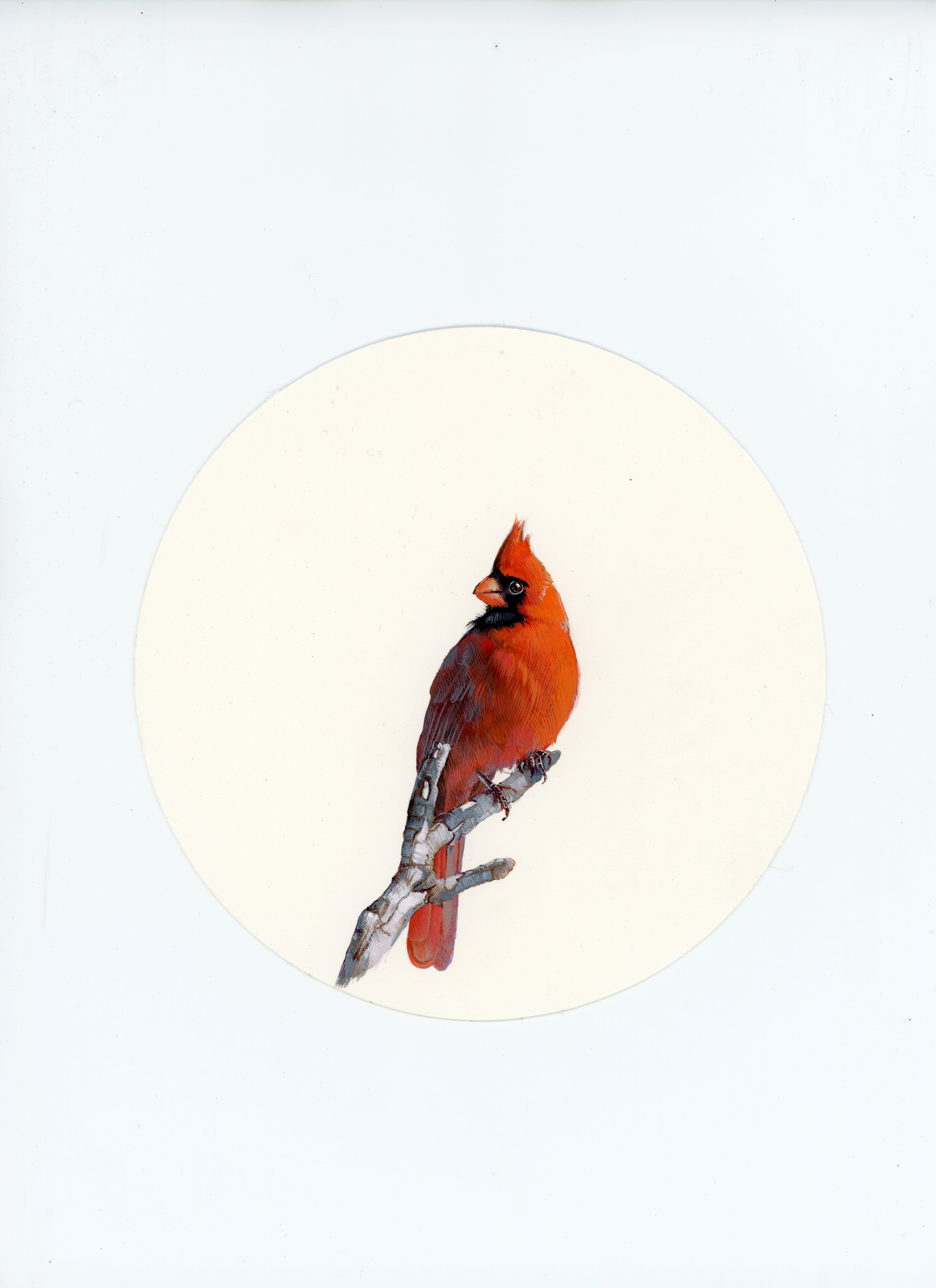 Cardinal 1, portrait miniature d'oiseau réaliste à la gouache sur papier