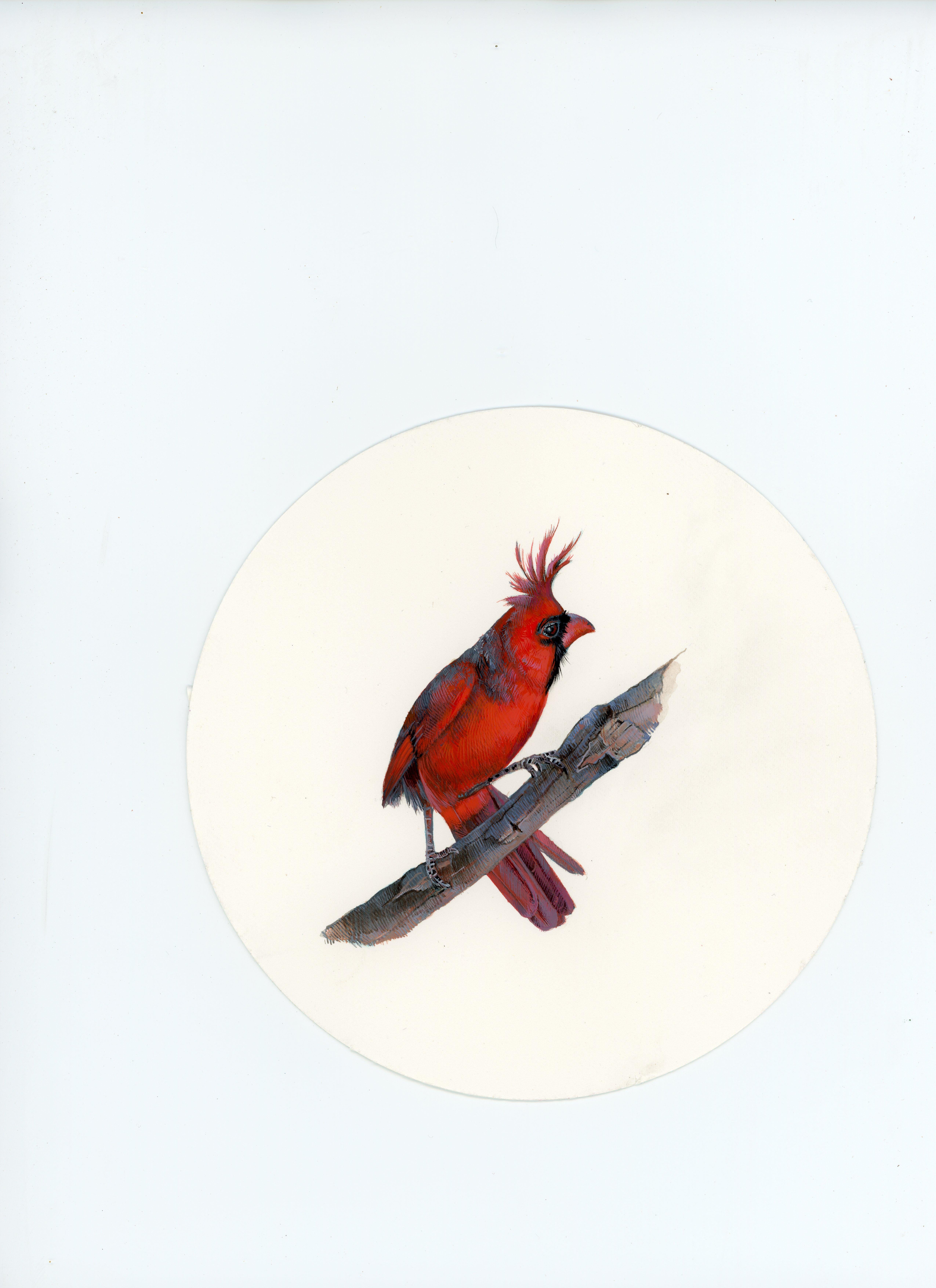 Cardinal 2, portrait miniature d'oiseau réaliste à la gouache sur papier, 2023