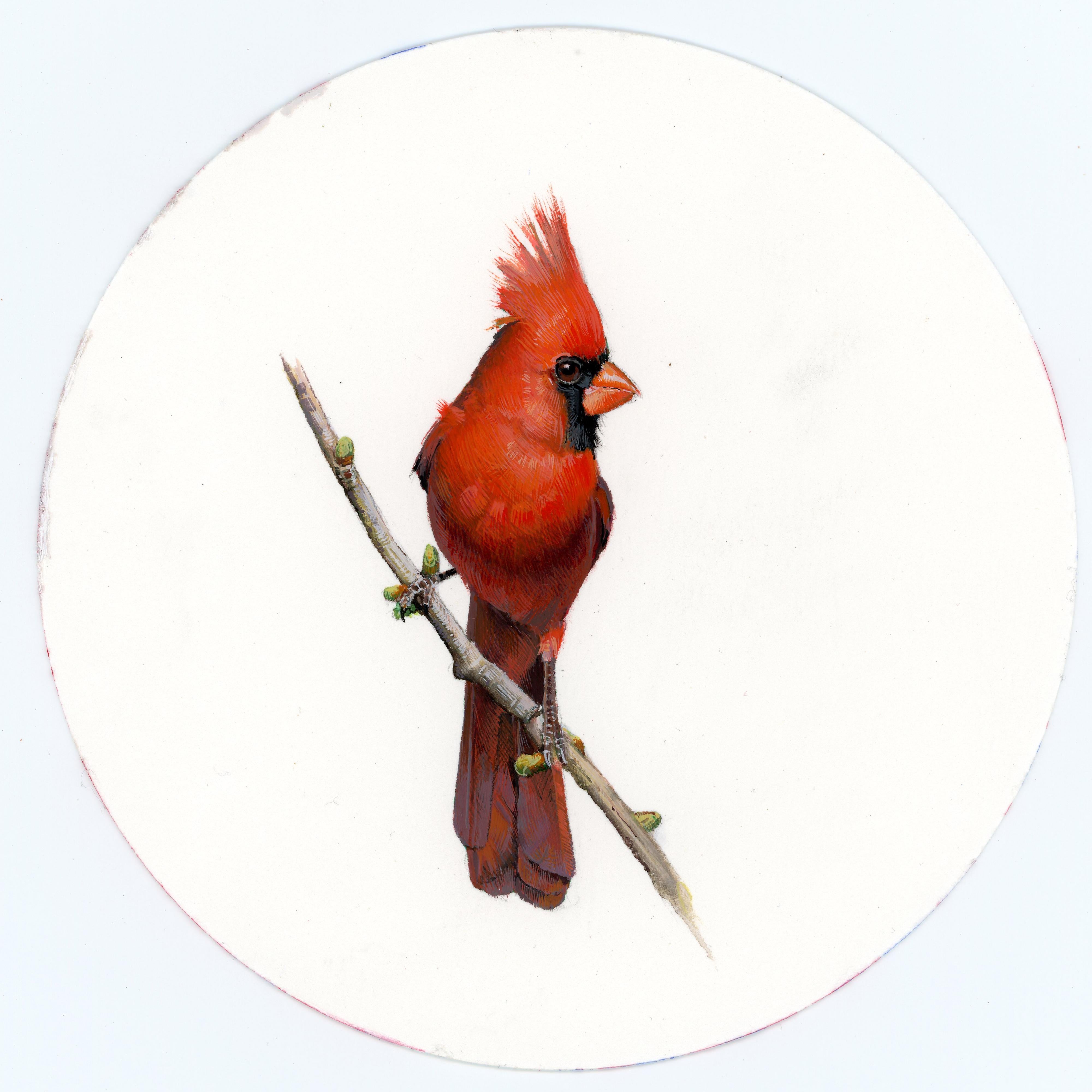Cardinal 3, realist gouache on paper miniature bird portrait - Painting by Dina Brodsky