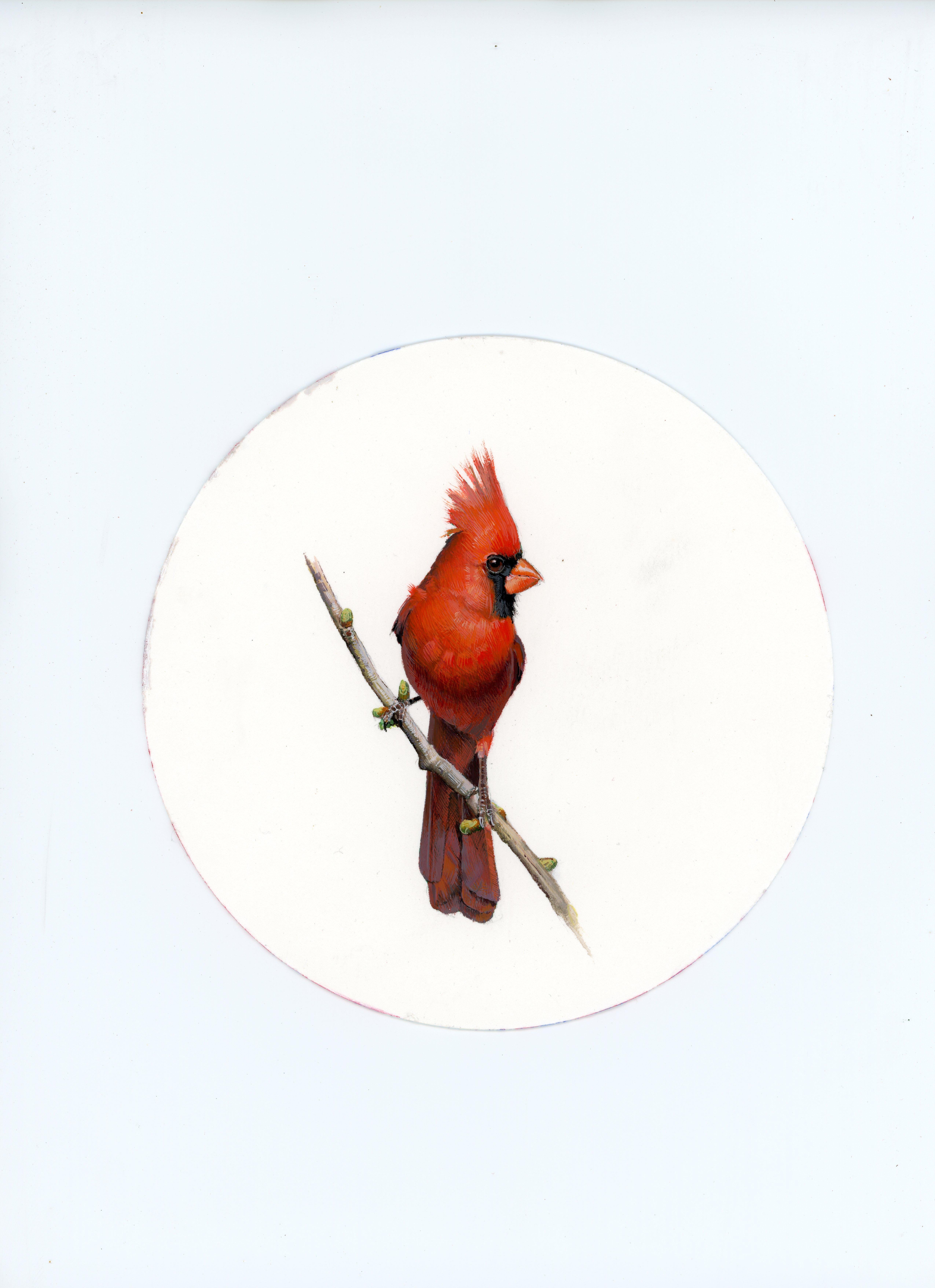 Cardinal 3, portrait miniature d'oiseau réaliste à la gouache sur papier