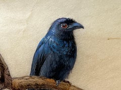 Drongo