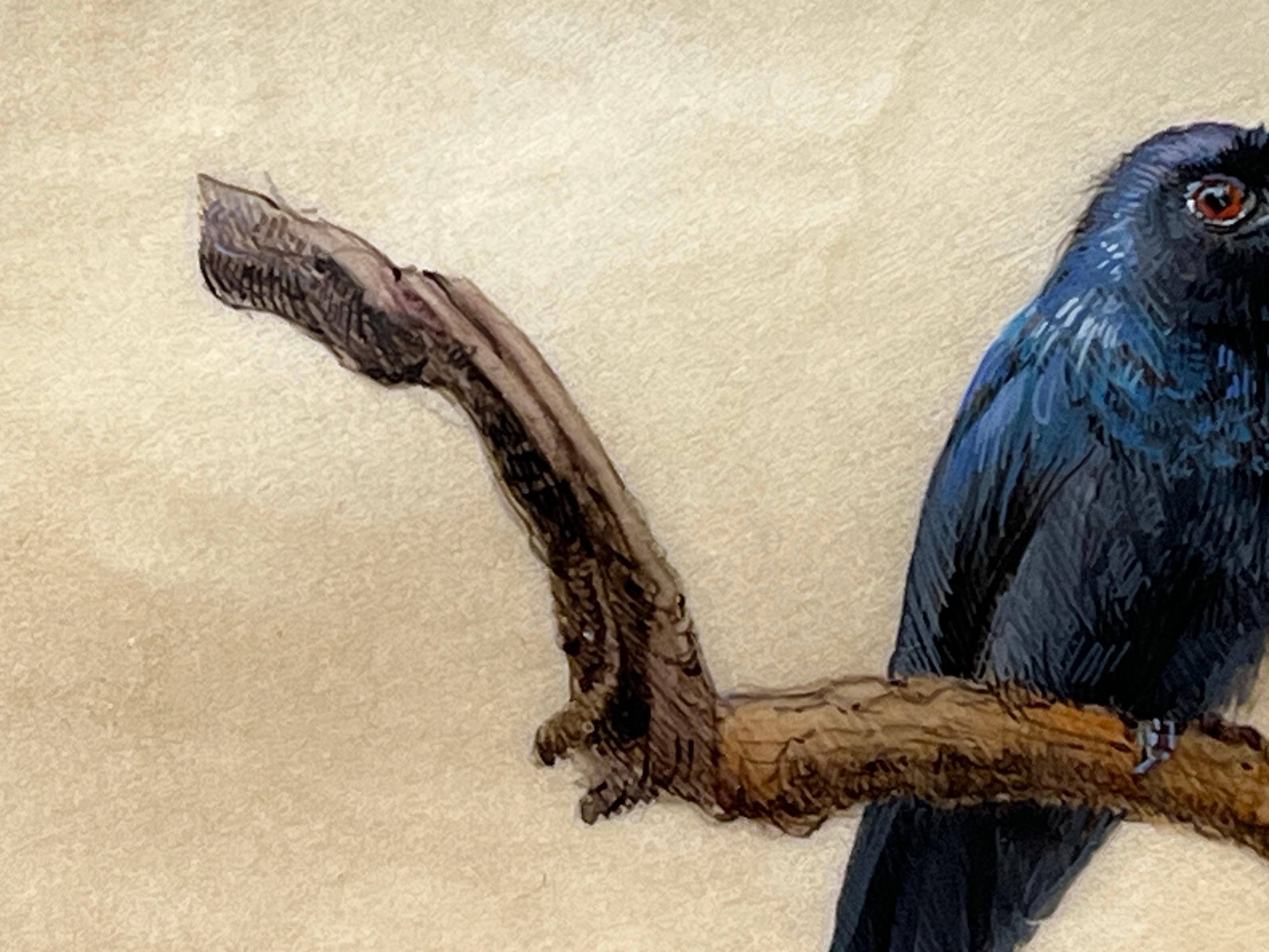 Drongo - Animal Painting Blanco de Dina Brodsky