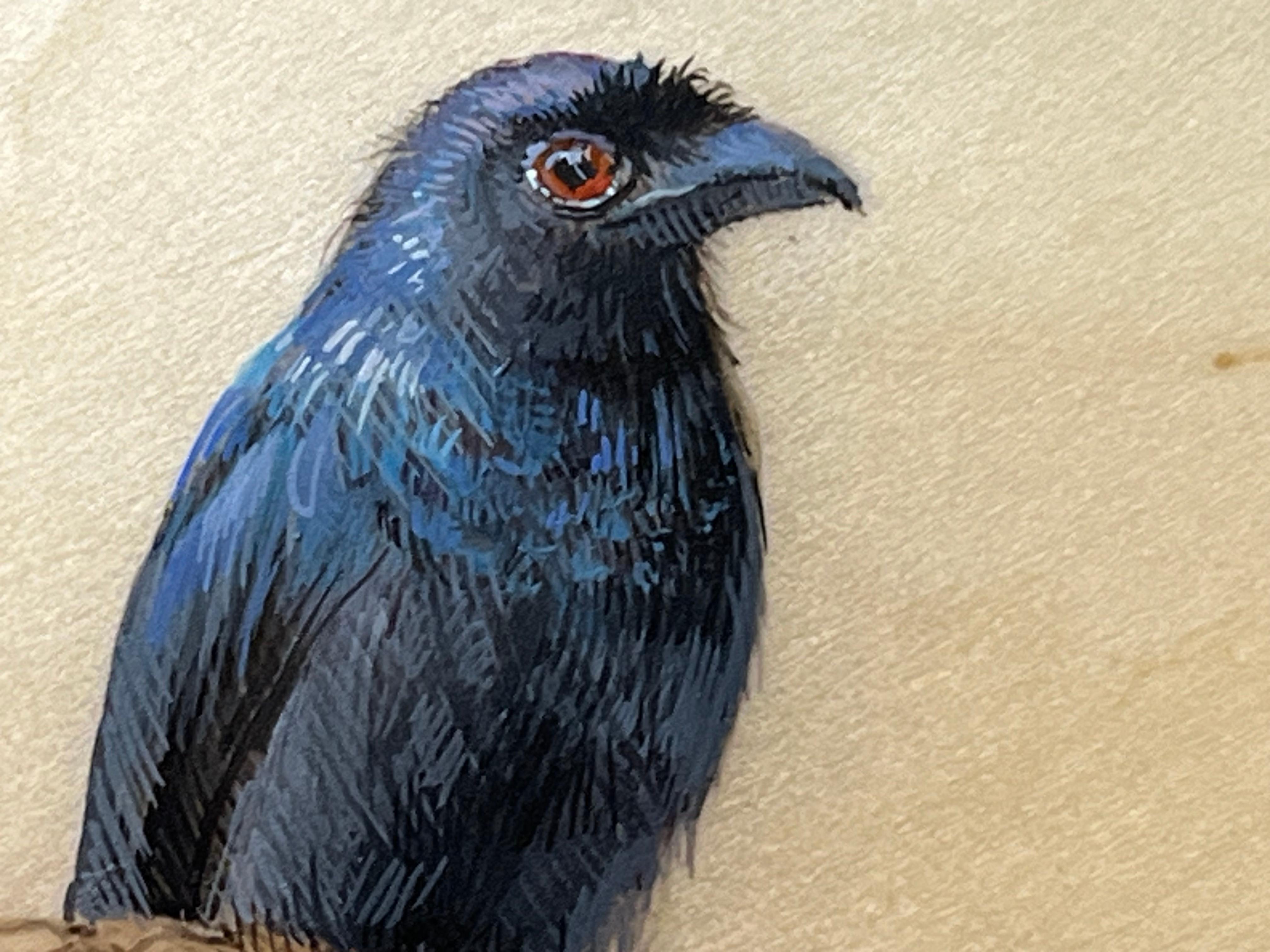 Drongo en venta 2
