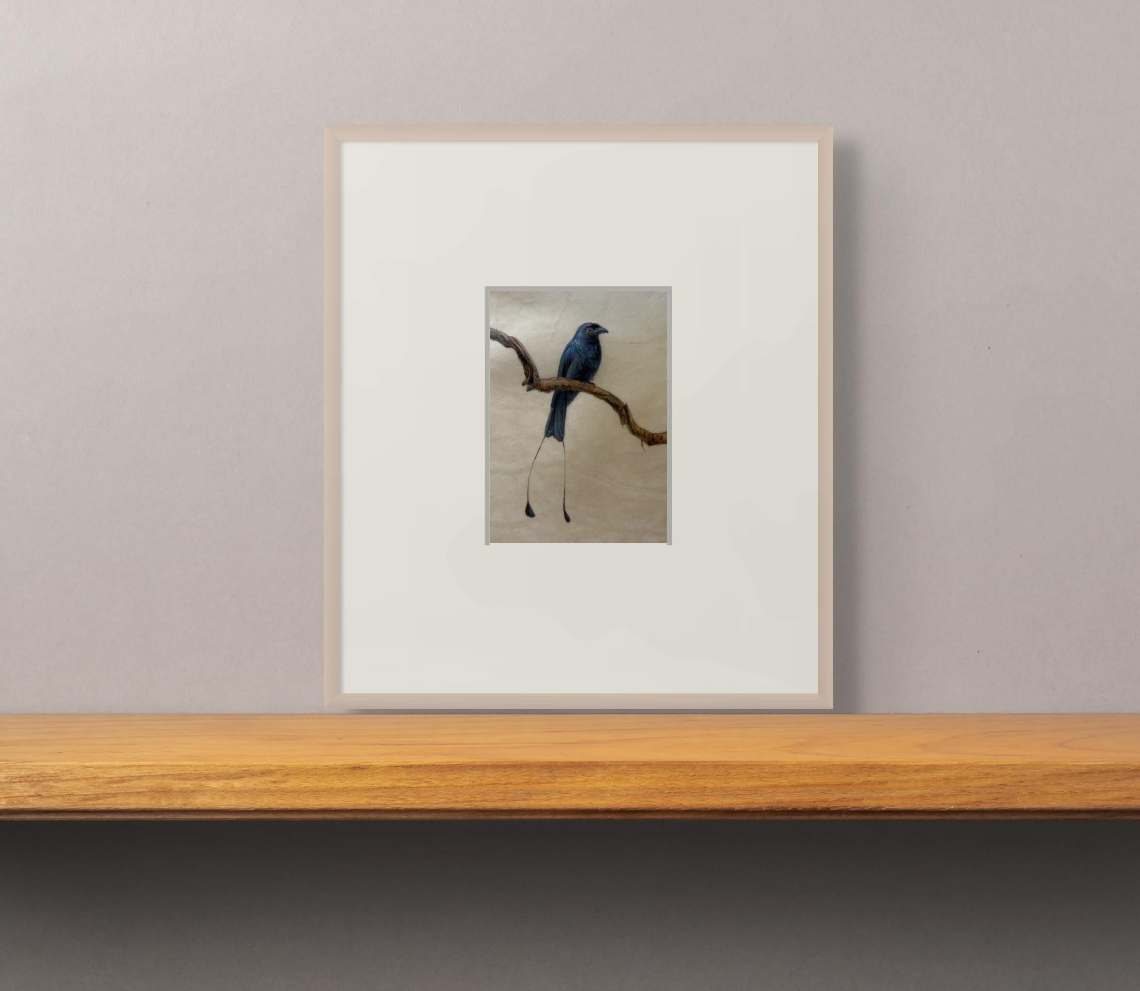 Drongo en venta 4