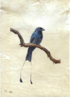 Drongo