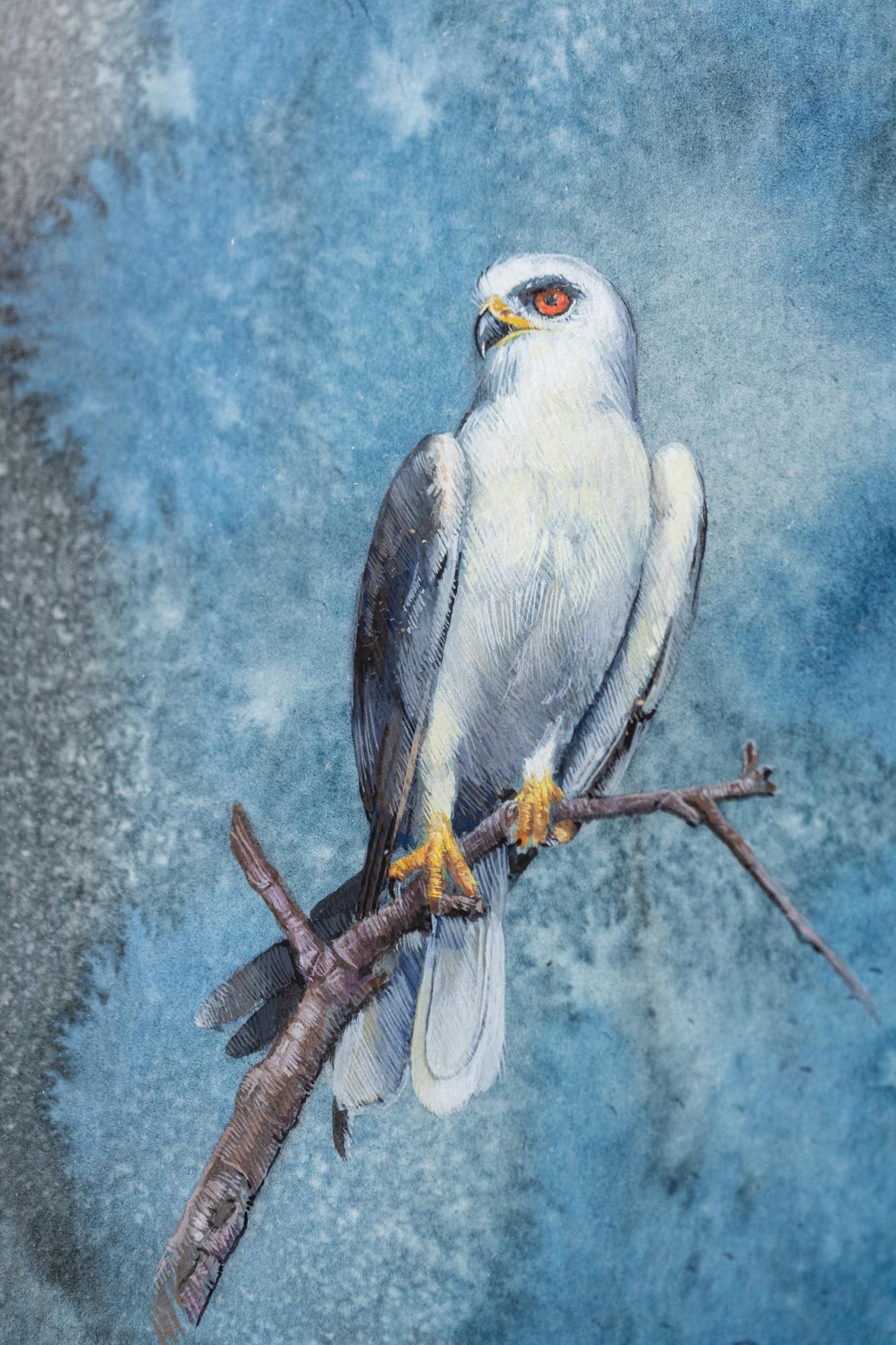 Dina Brodsky Animal Painting - Falcon