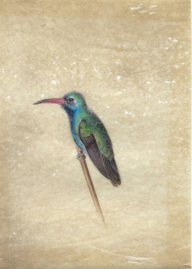 Dina Brodsky – „Hummingbird A Miniature Jewel-toned bunte realistische  Vogel Malerei“ im Angebot bei 1stDibs Deutschland, image size:768x1078