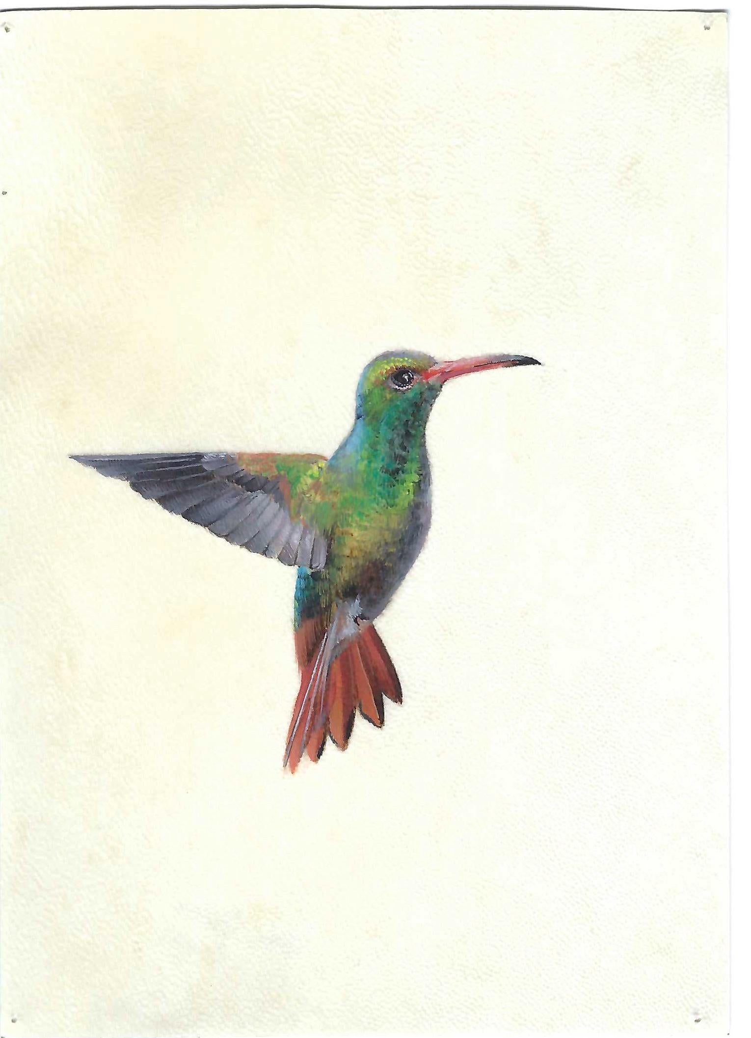 Colibrì in volo, colorato dipinto realista miniaturista su pergamena