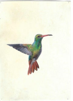 Colibri en vol, peinture réaliste miniaturiste colorée sur parchemin