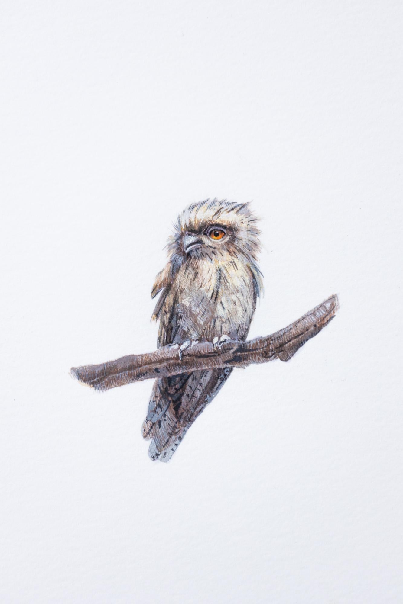 Tawny Frogmouth