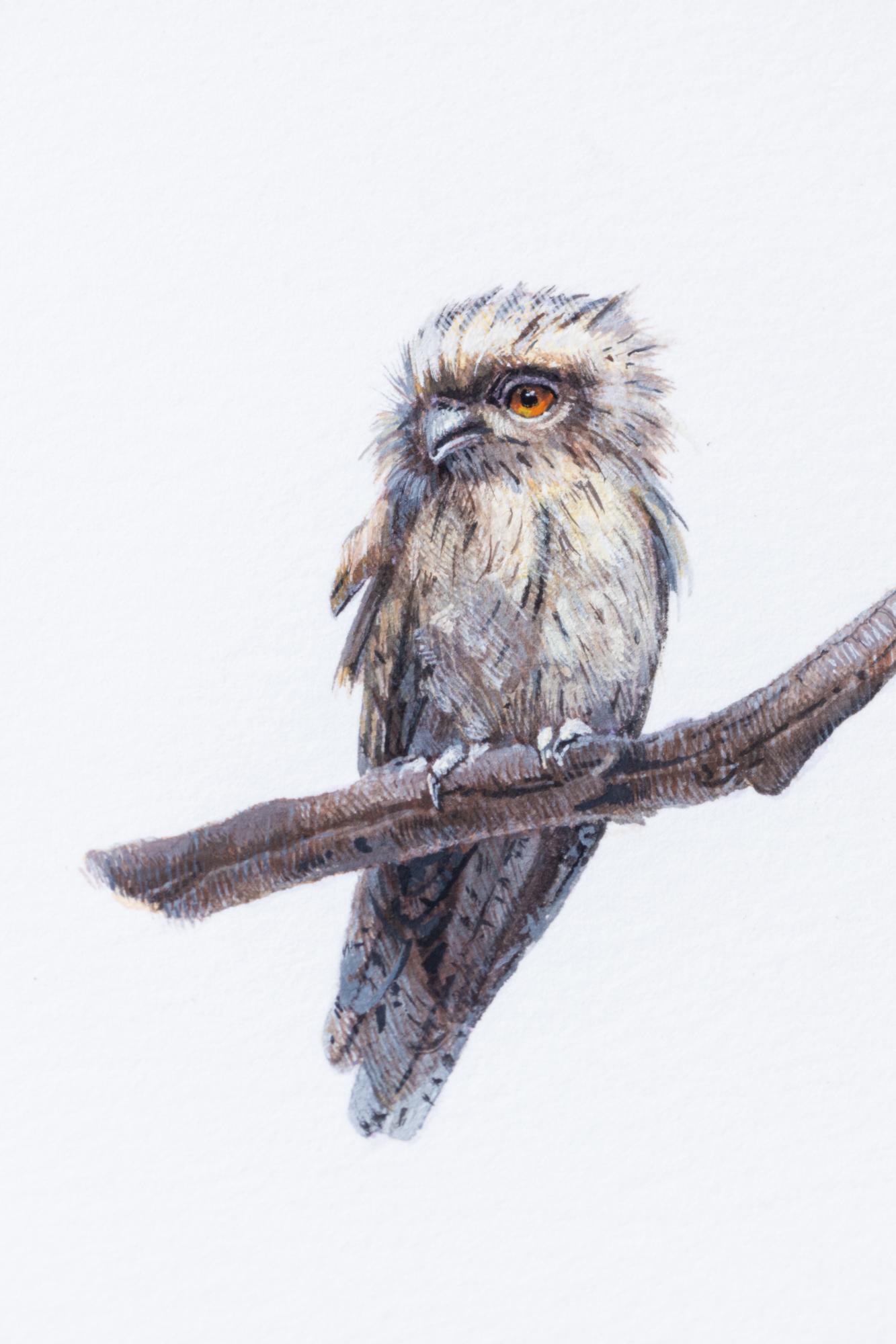 tawny frogmouth for sale