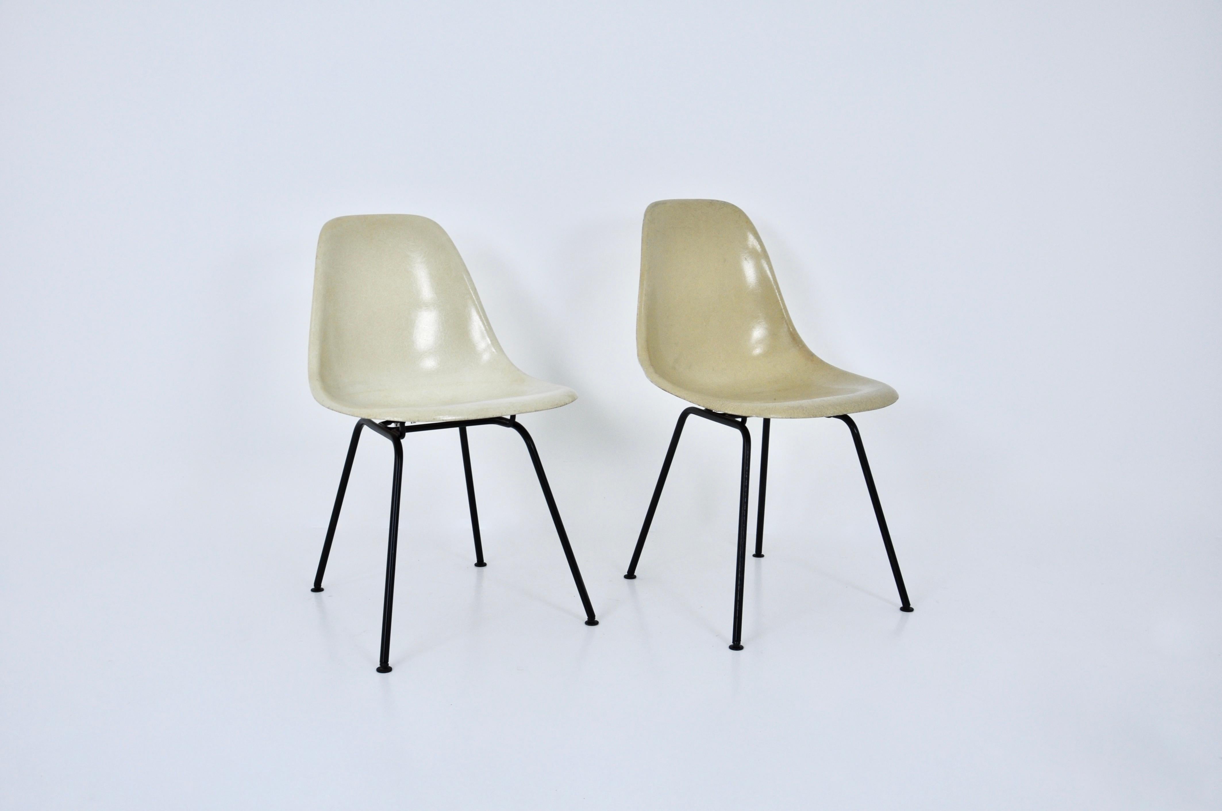 Set of cream colored fibreglass chairs with black metal leg. Stamped Herman Miller (see photo). Seat height: 46 cm. Wear due to time and age of the chairs.
 