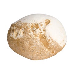 Dinosaur Egg In the Style of God for Nature