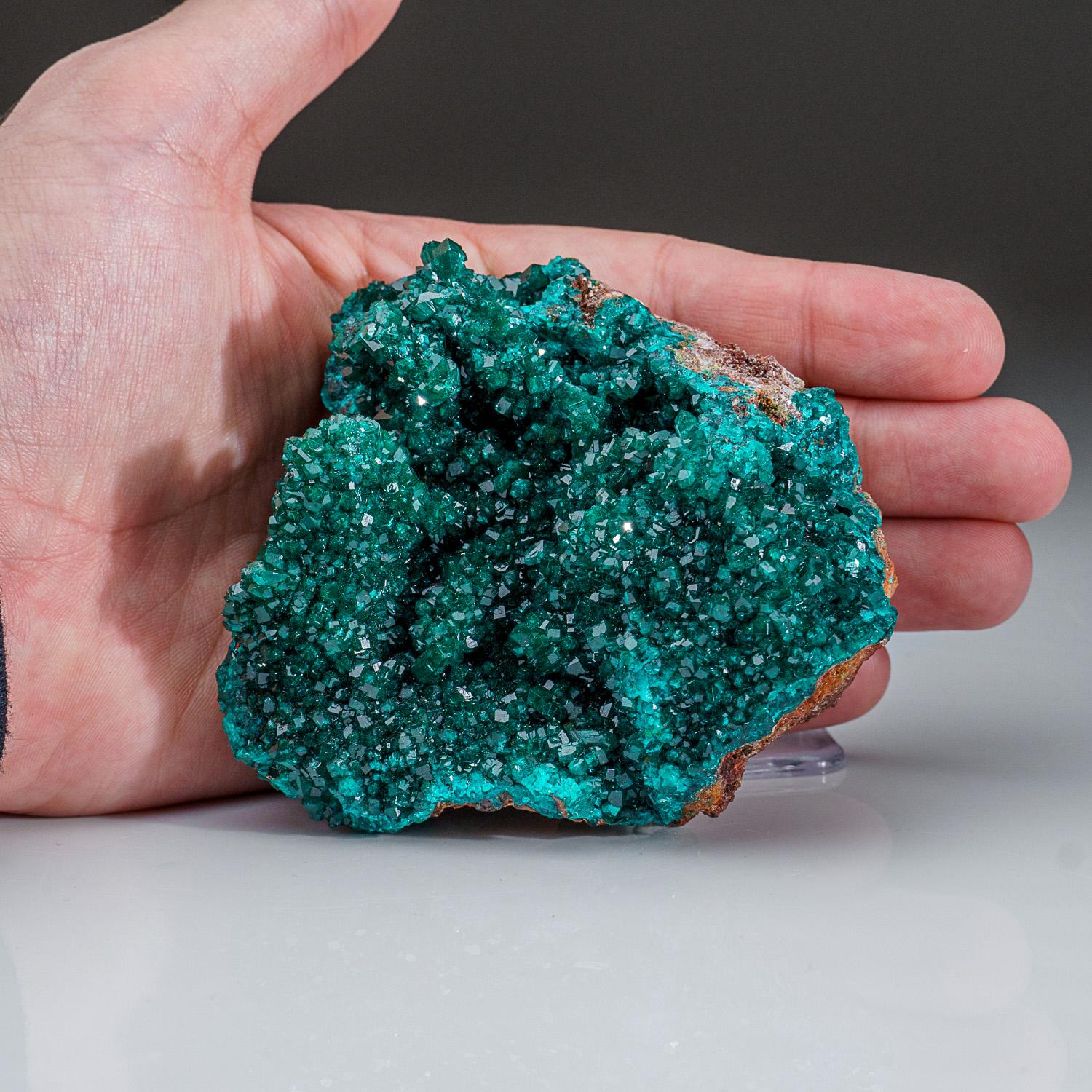 From Tsumeb Mine, Otavi-Bergland District, Oshikoto, Namibia

Lustrous transparent deep-green dioptase crystals lining a shallow cavity in brown matrix. The dioptase crystals look beautiful transparent, vivid green color.

 

Weight: 385.3 grams,